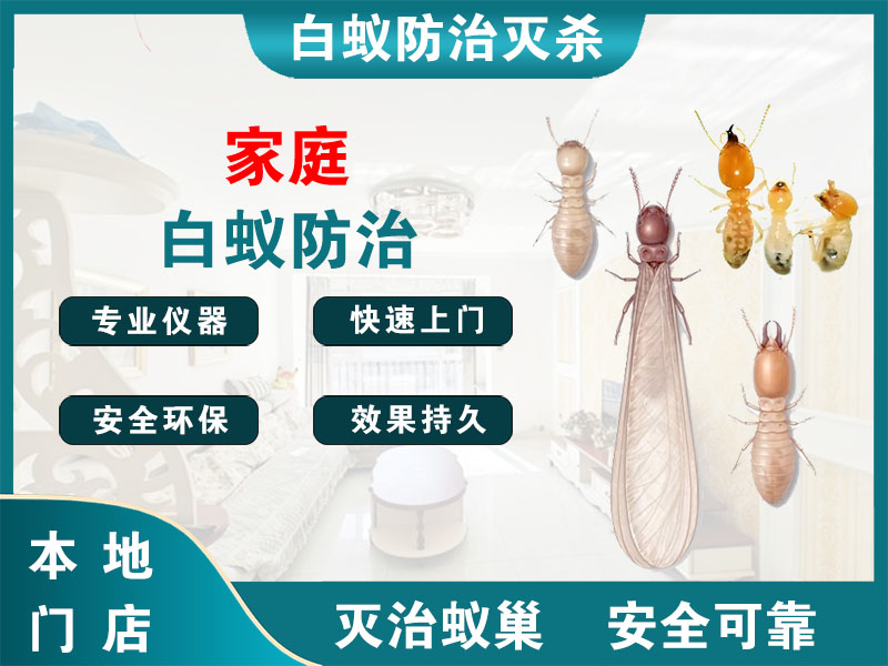 滨湖家庭白蚁防治