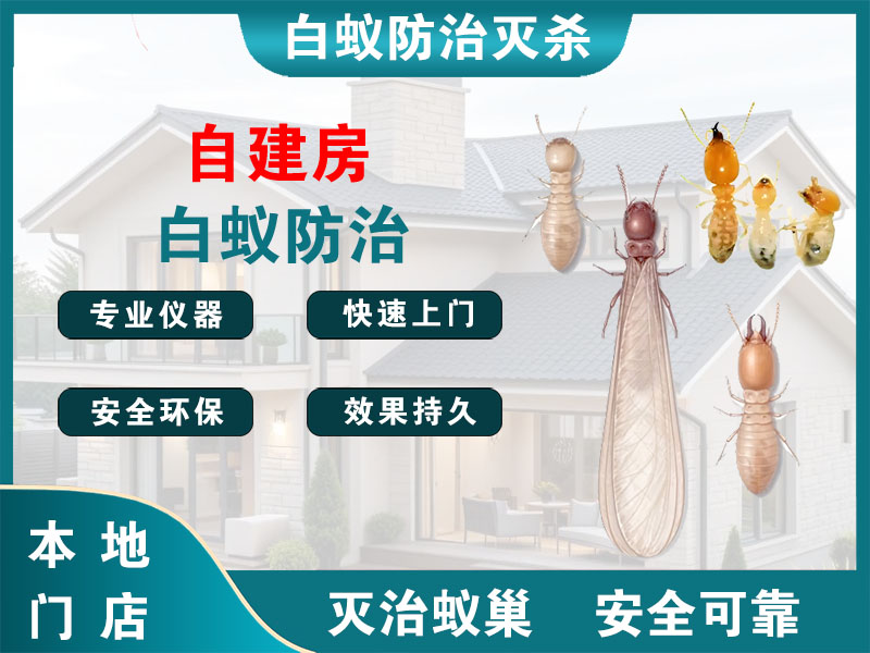 滨湖自建房白蚁防治