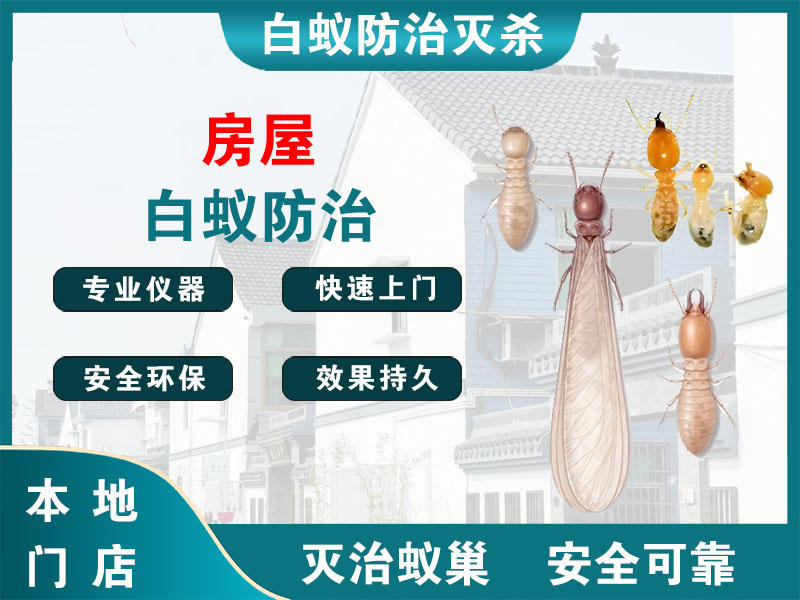 滨湖房屋白蚁防治